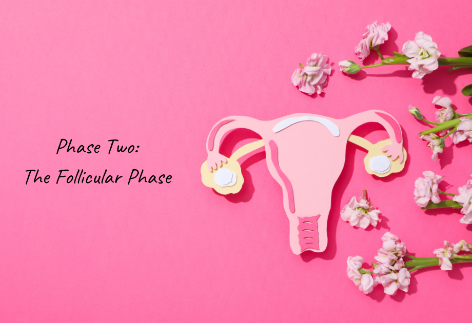 A paper cut out of uterus and flowers text reads phase two the follicular phase