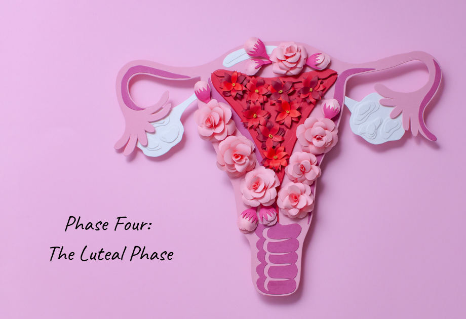 A paper cut out of a uterus text reads phase four the luteal phase