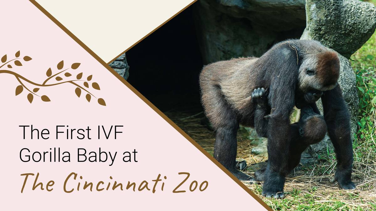 "The First IVF Gorilla Baby at The Cincinnati Zoo" text with gorillas